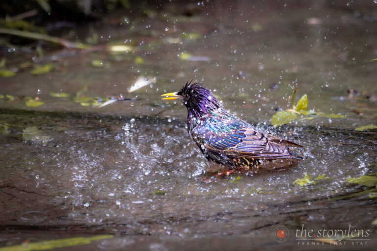 Bird Bath