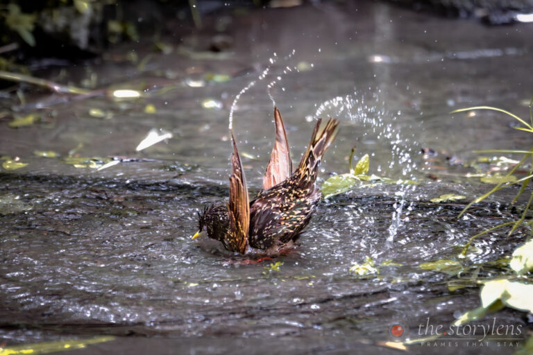 Bird Bath